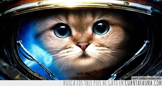 starcraft 2,casco,astronauta,gato,espacio